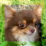 チワワ チョコタン 画像 チャビー