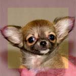 チワワ 極小 画像 ちっち