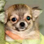 チワワ ロング 画像 ふーわ