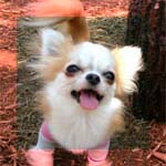 チワワ 子犬 画像 マーブル