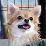 チワワ 長男 写真 ポロン