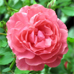 チワワドットコム フラワー