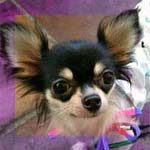 チワワ おとなしい 画像 ウラン