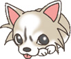 チワワ かわいい 画像 マーブル